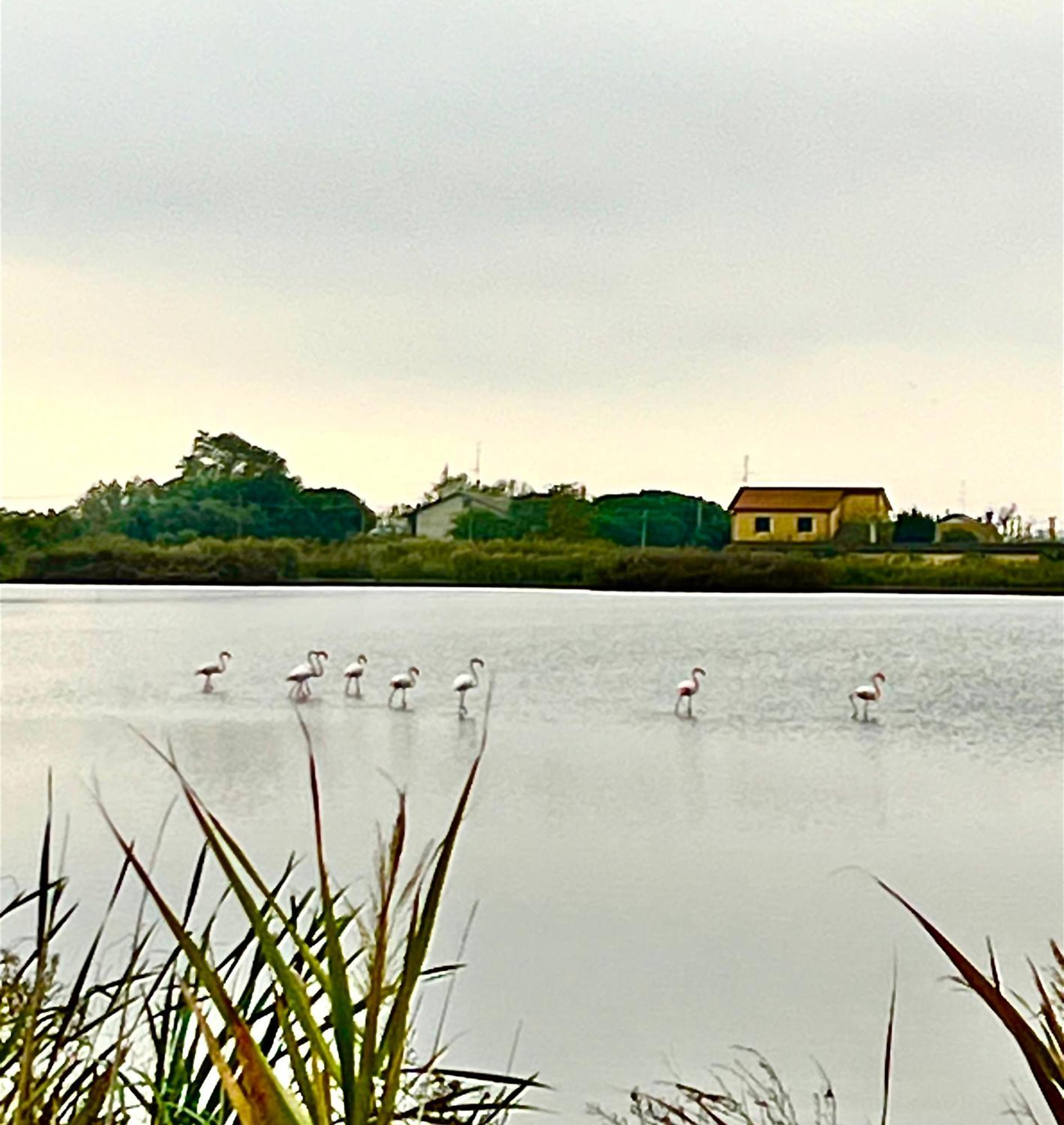 Pink Flamingo Accomodation Comacchio Buitenkant foto